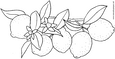 Lamina para colorear Dibujos de Frutas. Limones